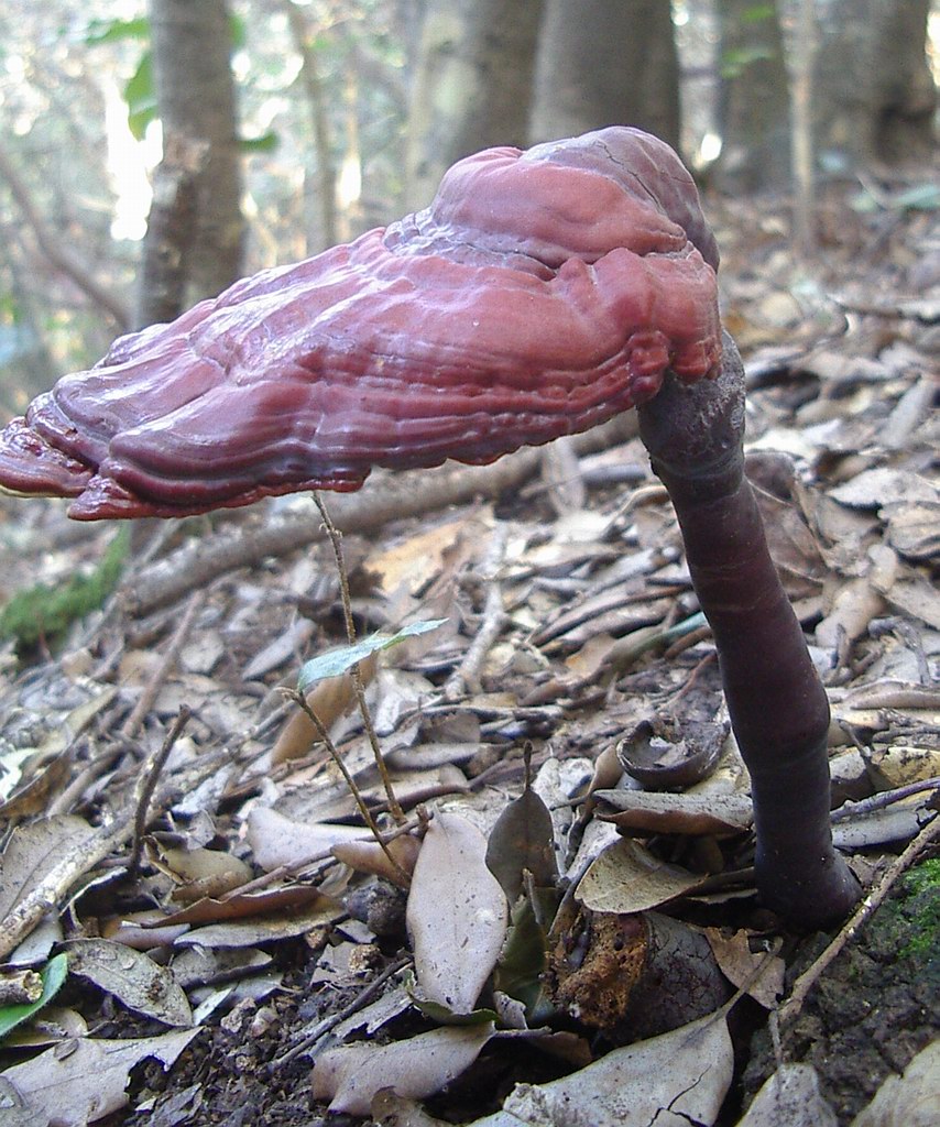 Ganoderma lucidum? (Ganoderma lucidum)